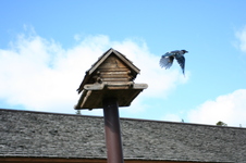 Enlarge photo 105
