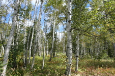 Enlarge photo 142