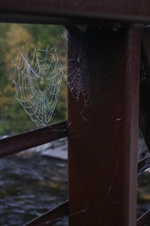 Enlarge photo 263
