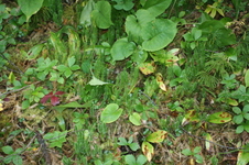Enlarge photo 278