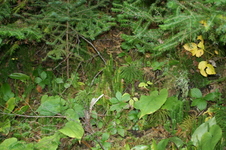 Enlarge photo 279