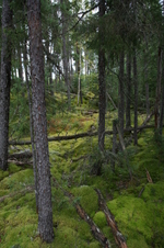 Enlarge photo 295
