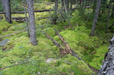 Enlarge photo 296
