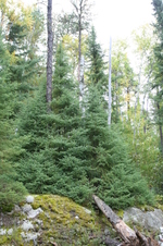 Enlarge photo 305