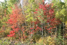 Enlarge photo 313