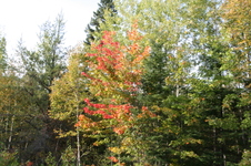 Enlarge photo 314