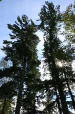 Enlarge photo 413
