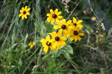 Enlarge photo 452