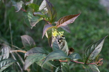 Enlarge photo 453