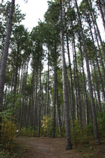 Enlarge photo 455