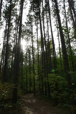 Enlarge photo 457