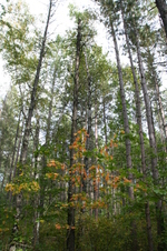 Enlarge photo 459