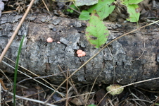 Enlarge photo 460
