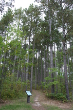 Enlarge photo 463
