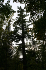 Enlarge photo 466