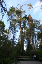 Enlarge photo 477