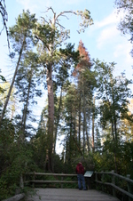 Enlarge photo 478