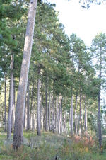 Enlarge photo 480