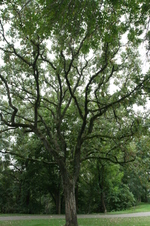 Enlarge photo 538