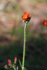 Enlarge photo 94