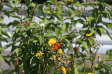 Enlarge photo 96