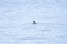 Enlarge photo 223