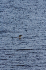 Enlarge photo 224