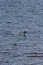 Enlarge photo 225