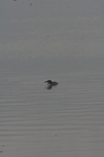 Enlarge photo 326