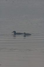 Enlarge photo 327