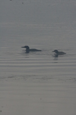 Enlarge photo 328