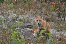 Enlarge photo 331