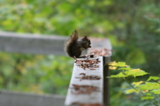 Enlarge photo 333