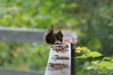 Enlarge photo 334