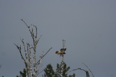 Enlarge photo 339