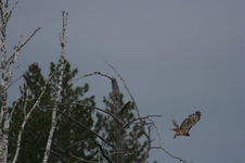 Enlarge photo 340
