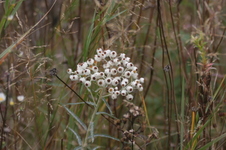 Enlarge photo 343