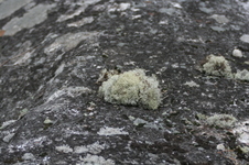 Enlarge photo 344