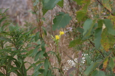 Enlarge photo 345