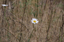 Enlarge photo 349