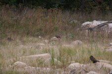 Enlarge photo 350