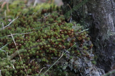 Enlarge photo 352
