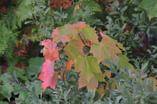 Enlarge photo 353