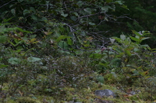 Enlarge photo 354