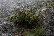 Enlarge photo 355