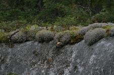 Enlarge photo 356