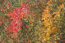 Enlarge photo 357