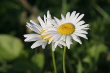 Enlarge photo 359