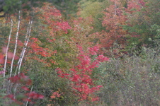 Enlarge photo 368