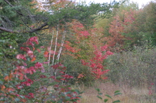 Enlarge photo 369